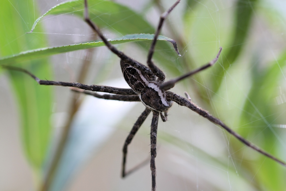 Water Spider (Megadolomedes australianus) (Megadolomedes australianus)